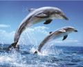 DOLPHINS