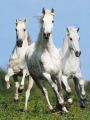 Bob Langrish Three Stallions