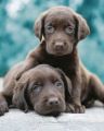 Keith Kimberlin Choc Labs