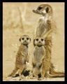MEERKATS MEERKATS