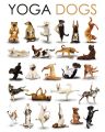 YOGA dogs YOGA dogs