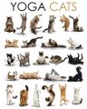 YOGA cats YOGA cats