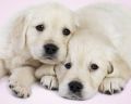 PUPPY love PUPPY love