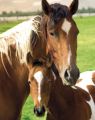 HORSES mare & foal