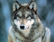 Grey Wolf Grey Wolf