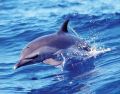 DOLPHIN (SOLO)