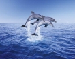 DOLPHIN TRIO DOLPHIN TRIO