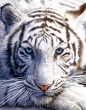 White Tiger