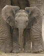Big Ears (Baby Elephant)