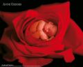 Anne Geddes - red rose Anne Geddes - red rose