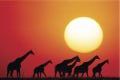 GIRAFFE SUNSET GIRAFFE SUNSET