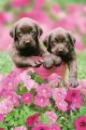 KEITH KIMBERLIN chocolate dog