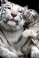 TIGER kiss