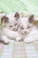 KIMBERLIN sleepycats
