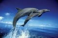 DOLPHINS leap DOLPHINS leap