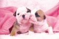 PUPPIES kiss