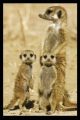 MEERKATS�