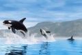 ORCA WHALES ORCA WHALES