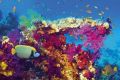 FISH AND CORAL