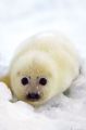 SEAL cub
