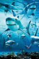 SHARK infested