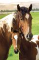 HORSES mare & foal