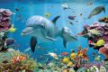 TROPICAL UNDERWATER ocean TROPICAL UNDERWATER ocean