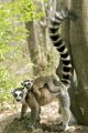 RING TAILED LEMUR