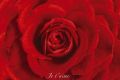 ROSE je taime ROSE je taime