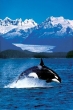 Orca (Killer Whale)