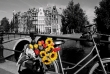 Tulips From Amsterdam Tulips From Amsterdam