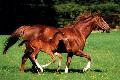 Mare & Foal