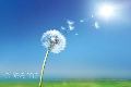 Dreams (Dandelion Clock) Dreams (Dandelion Clock)