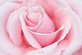 Love (Pink Rose) Love (Pink Rose)