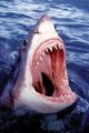 Szczeki Rekina - Shark - plakat Szczeki Rekina - Shark - plakat