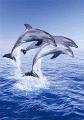 Dolphin Trio - Delfiny - Plakat 3D