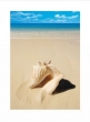 Beach Shell