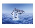 Dolphin Trio Dolphin Trio
