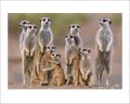 Meerkats (Family)