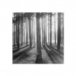 Sunlight Though Trees