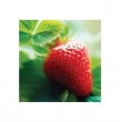 Strawberry Strawberry