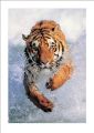 Running Wild - Tygrys - reprodukcja Running Wild - Tygrys - reprodukcja