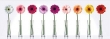 Gerbera Daisies