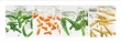 Fresh Vegetables