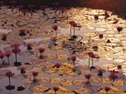 Lotus Pond