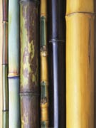 Bamboo Canes