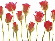 Eleven Roses Eleven Roses