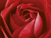 Red Bloom Red Bloom