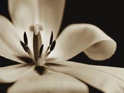 Lily - close up sepia Lily - close up sepia