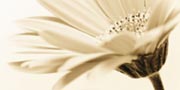 Gerbera - close-up